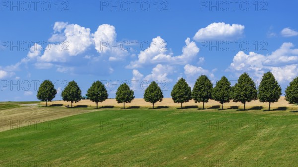 Landscape near Waldenbuch. Tree avenue with blue sky in summer. Baden-Württemberg, Germany