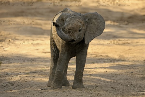 African elephant (Loxodonta africana), young animal, sniffing, trunk, dried up riverbed, Kruger, Kruger National Park, South Africa