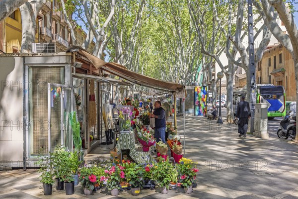 La rambla in Palma de Mallorca a attractive tree lined boulevard with fresh flower market and walking people, Palma de Mallorca, Mallorca, Spain