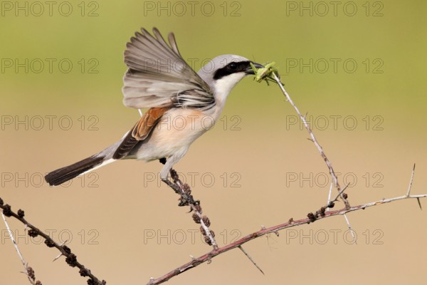 Red-backed Shrike (Lanius collurio) male, Baden-Wuerttemberg, Germany