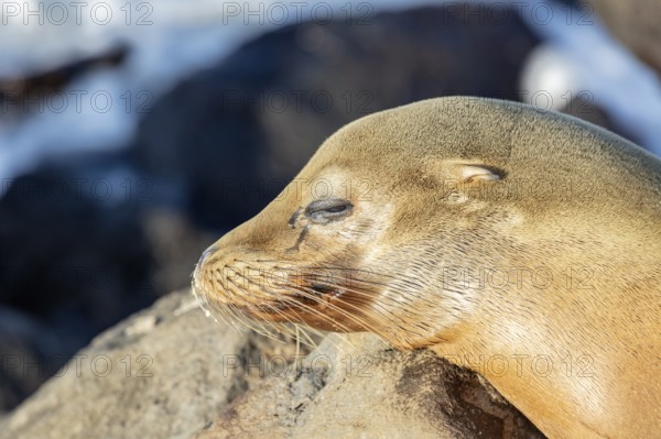 Sea lions (Zalophus wollebaeki), San Cristobal, Galapagos, Ecuador
