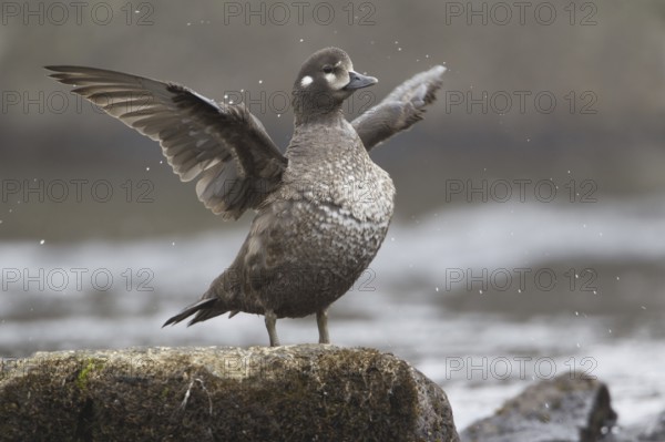 Harlequin Duck (Histrionicus histrionicus) female, Iceland