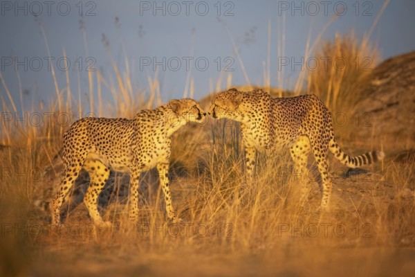 Cheetah (Acinonyx jubatus) pair cuddling in sunset in grassland, Castile-La Mancha, Spain