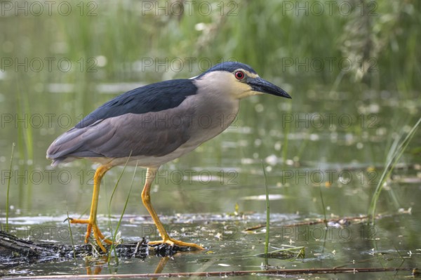 Black-crowned Night Heron (Nycticorax nycticorax) foraging, Subotica, Serbia