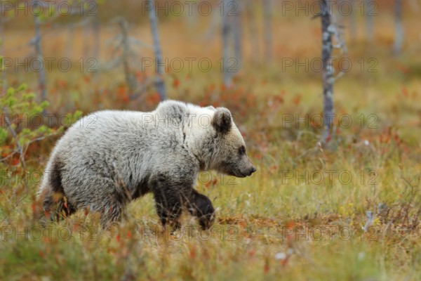 Lonely young cub bear in the pine forest. Bear pup without mother. Light grey animal in nature forest and meadow habitat. Wildlife scene from Finland near Russian border. Taiga during orange autumn