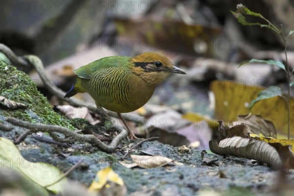 Bar-bellied Pitta (Hydrornis elliotii) female perched on the ground, Cuc Phuong, Vietnam