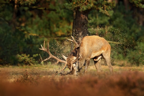 Red deer, rutting season, mud clay water bath. Deer stag, bellow majestic powerful adult animal outside wood, big animal in forest habitat, Wildlife scene, nature. Heath Moorland, autumn behaviour