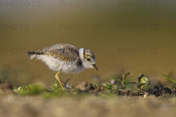 Little Ringed Plover (Charadrius dubius) chick, North Rhine-Westphalia, Germany