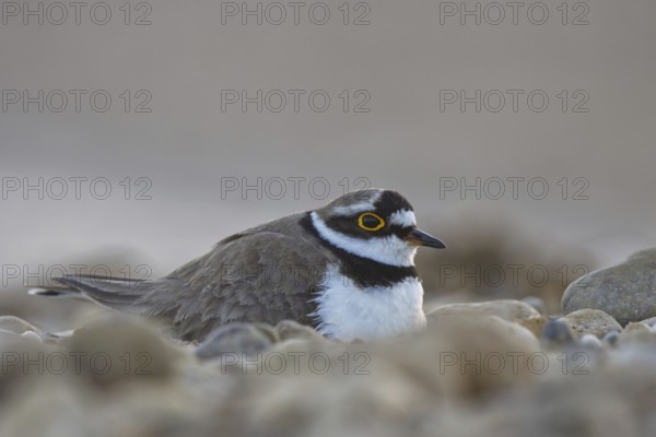 Little Ringed Plover (Charadrius dubius) incubating, North Rhine-Westphalia, Germany