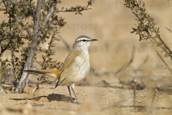 Kalahari Scrub Robin (Cercotrichas paena), Northern Cape, Kgalagadi Transfrontier Park, South Africa
