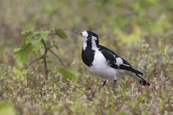 Magpie-Lark (Grallina cyanoleuca) female, New South Wales, Australia