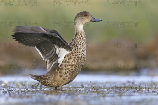 Grey Teal (Anas gracilis), Victoria, Australia