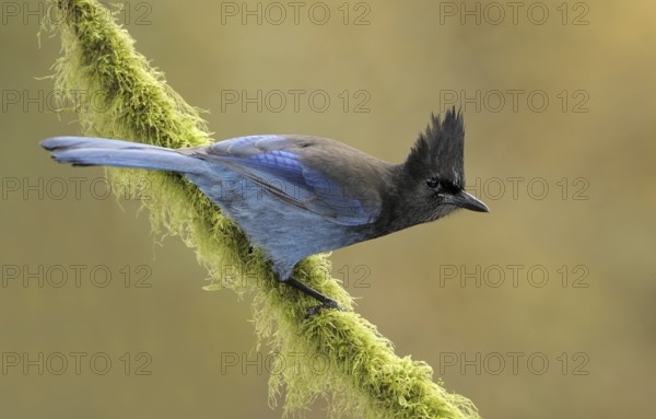 Steller's Jay (Cyanocitta stelleri), British Columbia, Canada