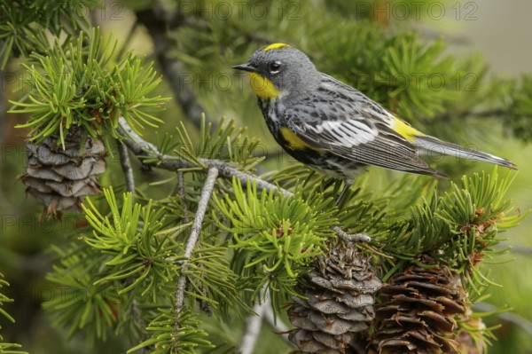 Yellow-rumped Warbler (Dendroica coronata) perched on a branch in the interior of British Columbia, Canada