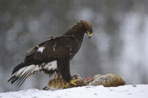 Golden Eagle (Aquila chrysaetos), Norway