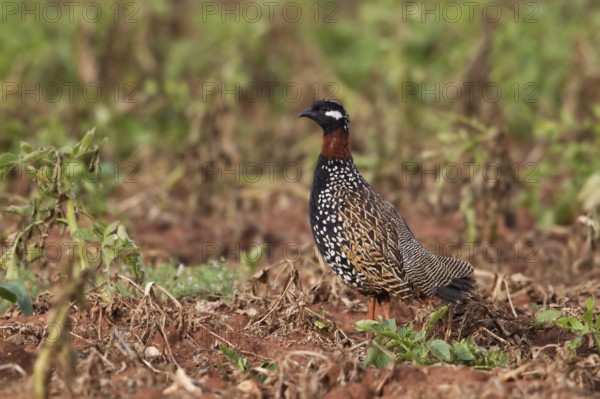 Black Francolin (Francolinus francolinus) male, Paphos, Cyprus