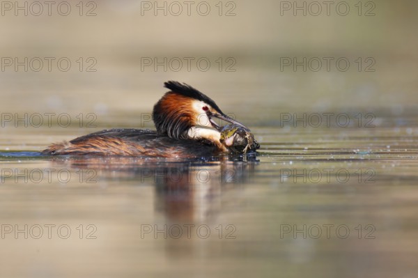 Great Crested Grebe (Podiceps cristatus), Germany