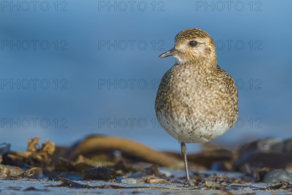 Goldregenpfeifer, Pluvialis apricaria European Golden Plover, Pluvialis apricaria