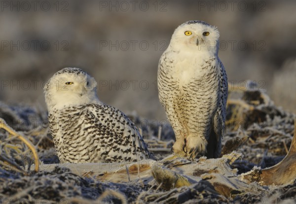 Snowy Owl (Bubo scandiacus), British Columbia, Canada