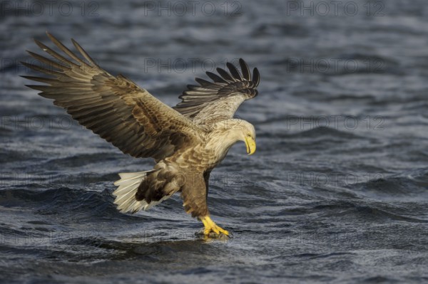 White-tailed Eagle (Haliaeetus albicilla) flying, Nord-Trondelag, Norway