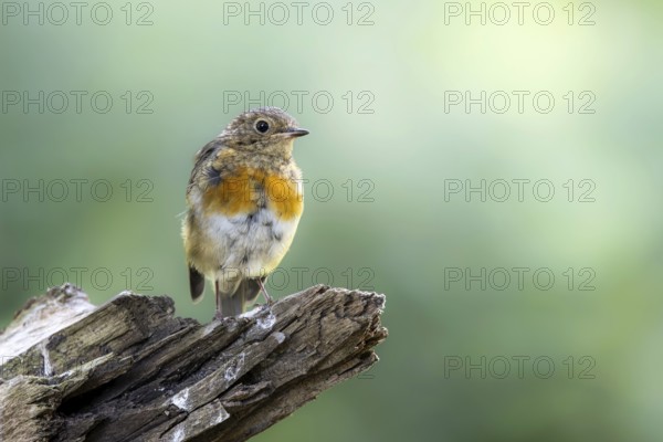 European Robin (Erithacus rubecula) juvenile, South Holland, Netherlands