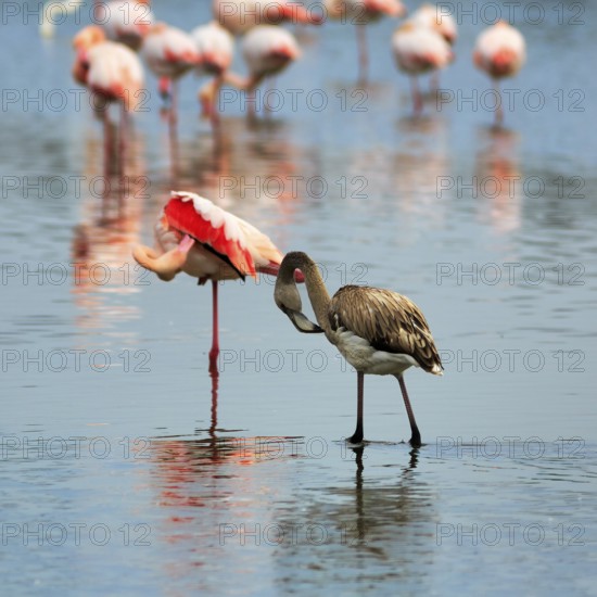 Pink flamingos (Phoenicopterus roseus), standing in the water, young bird, Pont de Gau bird park, Camargue, France