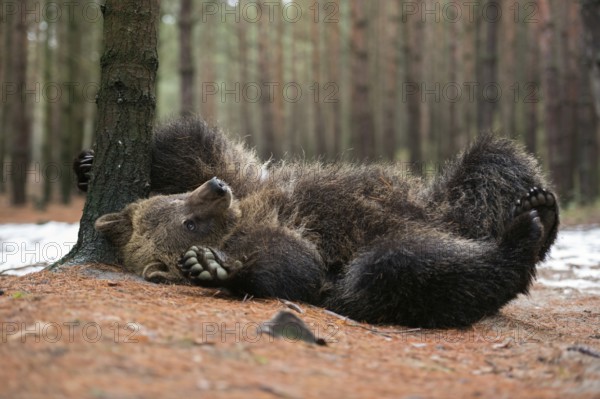 It itches... European brown bear (Ursus arctos) turns on its back, scrubs, scratches itself, visibly concentrated, still playful, rather young bear, in the background snow remains announce the approaching spring, series of funny animal pictures, native nature, Central Europe