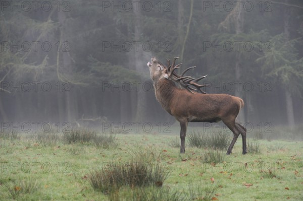 Rutting... Red deer (Cervus elaphus) roaring with fervour, visible cloud of breath, late summer atmosphere, autumnal mood, native nature, North Rhine-Westphalia, Germany, Western Europe