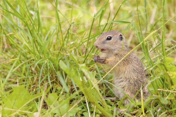 A young European ground squirrel (Spermophilus citellus) or European souslik stands in a meadow with tall green vegetation and eats from it