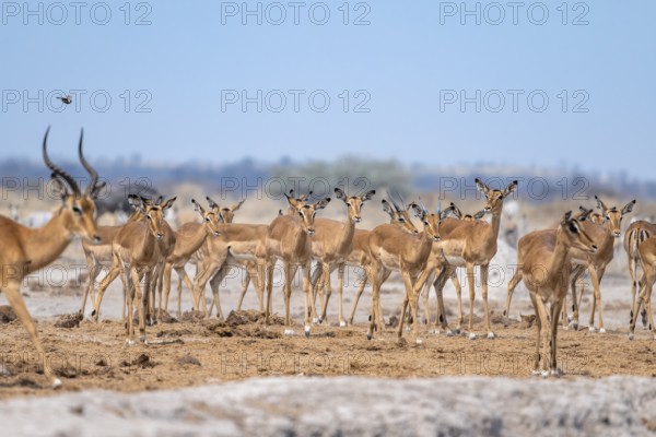 Herd of impala (Aepyceros melampus) at a waterhole, black heeler antelope, Nxai Pan National Park, Botswana