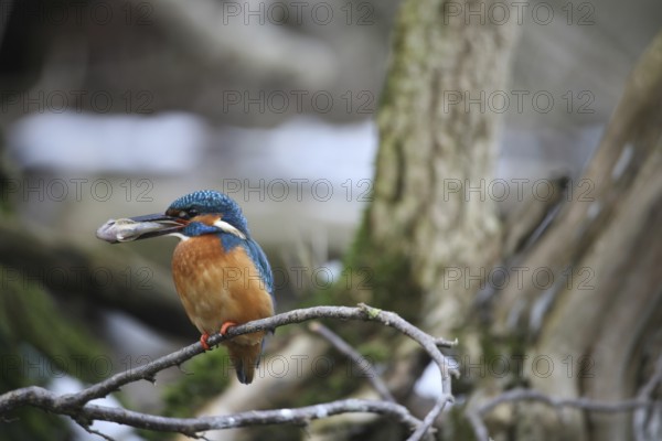 Kingfisher (Alcedo atthis) male in the snow, with a preyed-up common bald ibis (Cottus gobio) Allgäu, Bavaria, Germany, Allgäu, Bavaria, Germany