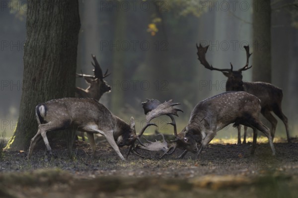 Rivals... Fallow deer (Dama dama), fight of the fallow deer, fallow deer on their rutting ground, rutting arena deep in the forest, rank fight, fallow deer rutting, atmospheric autumn picture, native nature, Münsterland, North Rhine-Westphalia, Germany, Western Europe