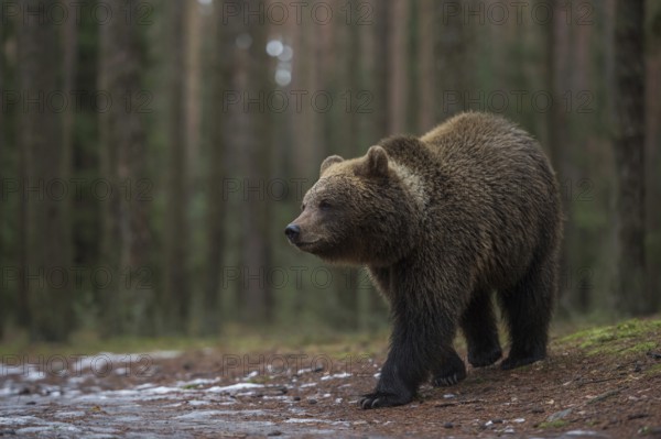 Young bear... European brown bear (Ursus arctos) cautiously leaving the forest, crossing a clearing, a forest path, remnants of snow on the ground, bears repeatedly encounter paths and roads that they have to cross on their long migrations, native nature, Central Europe