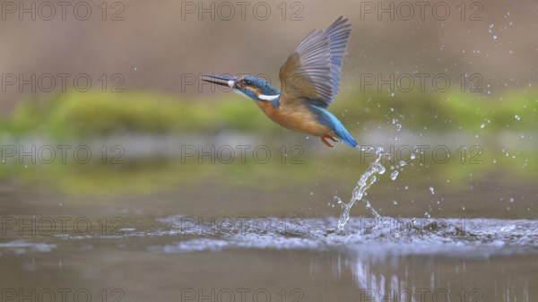 Kingfisher (Alcedo atthis), taking off from the water with a fish in its beak, Lechauen, Bavaria, Germany