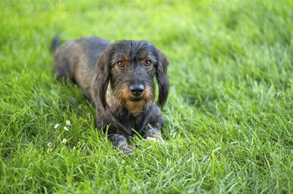Rough-haired dachshund (Canis lupus familiaris) male, 4 years old, animal portrait, lying on a meadow, Stuttgart, Baden-Württemberg, Germany