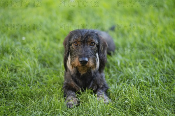 Rough-haired dachshund (Canis lupus familiaris) male, 4 years old, animal portrait, lying on a meadow, Stuttgart, Baden-Württemberg, Germany