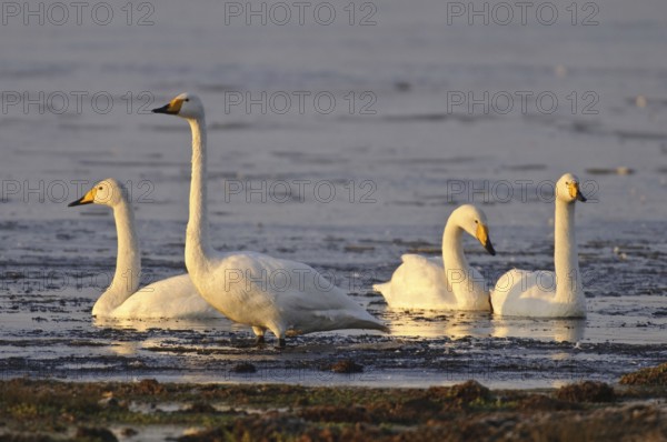Whooper Swan (Cygnus cygnus), Lower Saxony, Germany
