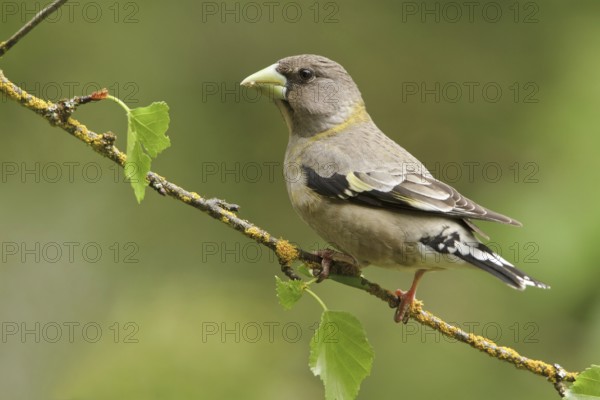 Evening Grosbeak (Hesperiphona vespertina) female, British Columbia, Canada