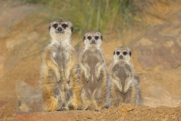 Meerkat (Suricata suricatta) family standing upright next to each other in rocky desert, Castile-La Mancha, Spain