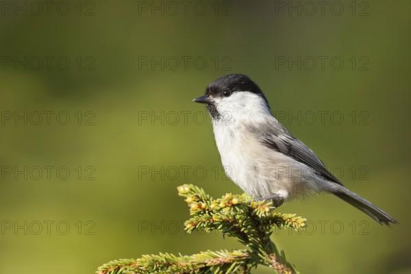 Willow Tit (Poecile montanus), Vorarlberg, Austria