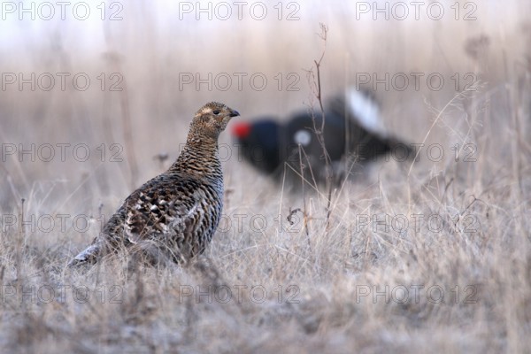 Black Grouse (Lyrurus tetrix) female, Nizhegorodskaya, Russia