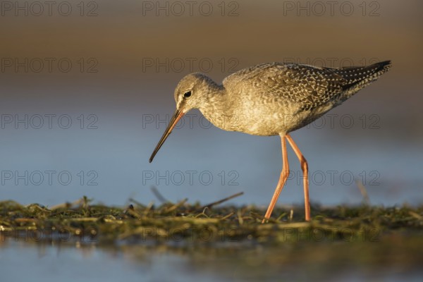 Spotted Redshank (Tringa erythropus) foraging, Poland