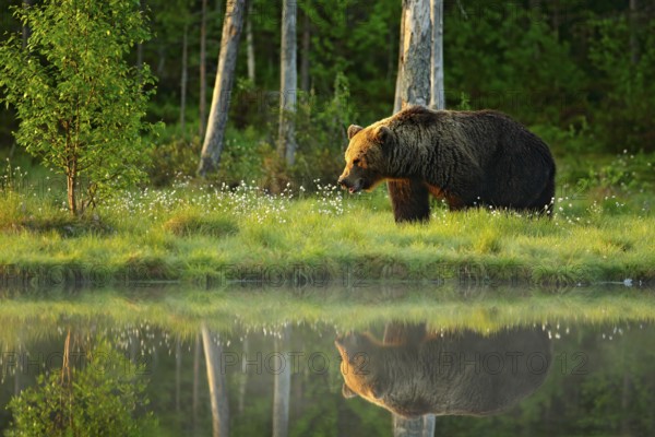 Brown bear walking in forest, morning light. Dangerous animal in nature taiga and meadow habitat. Wildlife scene from Finland near Russian border. Cotton grass bloom around the lake, summer