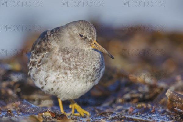 Meerstrandläufer, Calidris maritima Purple Sandpiper, Calidris maritima