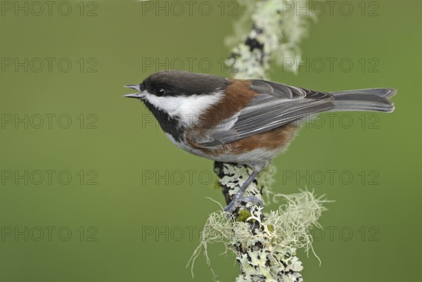 Chestnut-backed Chickadee (Poecile rufescens), British Columbia, Canada