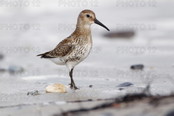 Alpenstrandläufer, lat. Calidris alpina, Seitenansicht, am Spülsaum der Düne von Helgoland bei der Nahrungssuche