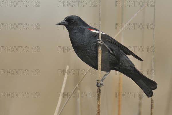 Tricolored Blackbird (Agelaius tricolor) male, California, USA