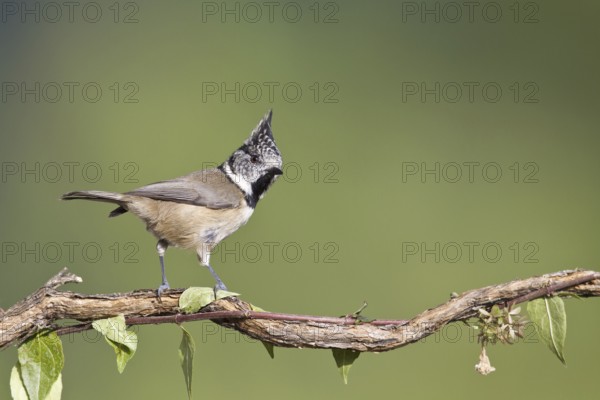 European Crested Tit (Lophophanes cristatus), Portugal