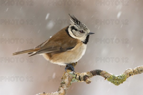 European Crested Tit (Lophophanes cristatus), Utrecht, Netherlands