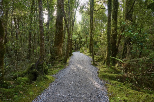 A narrow, light-coloured path runs through a sparse, moss-covered forest, summer, Lake Matheson, Fox Glacier, South Island, New Zealand